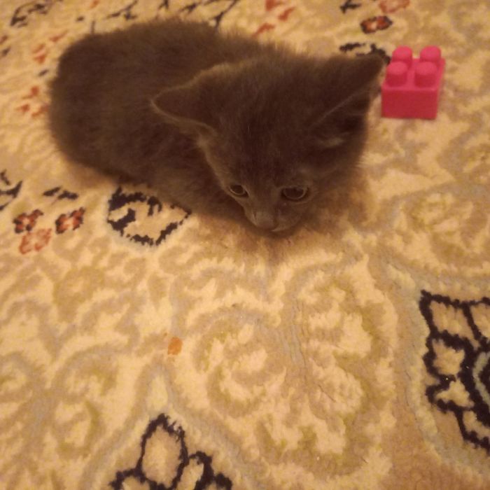 Котёнок  1,5  месяца  мальчик