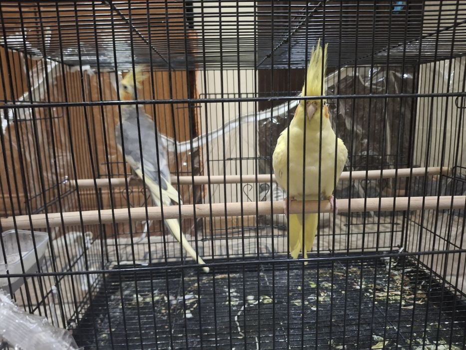 Карелла птицы продаётся