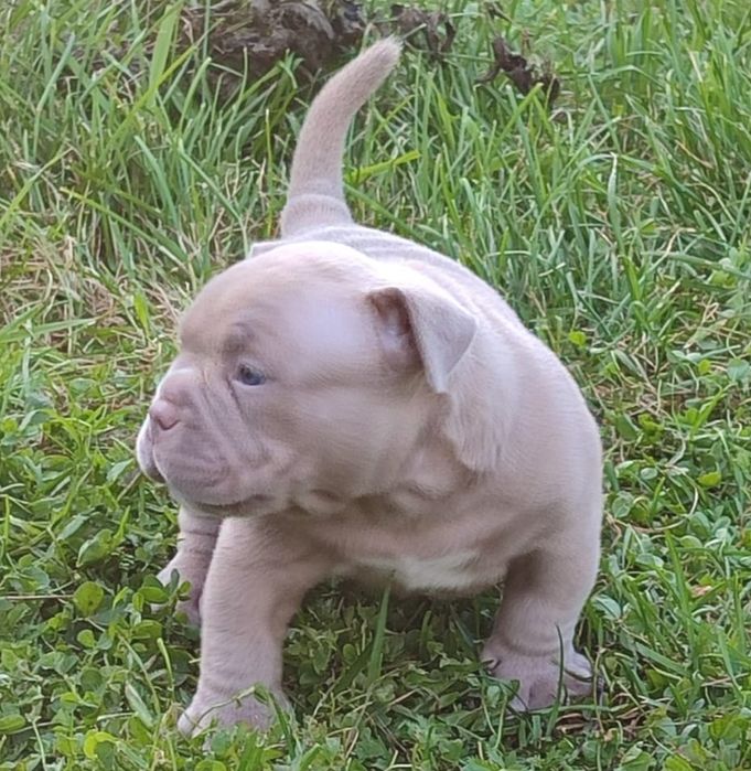 Американский булли Премиум Класса!