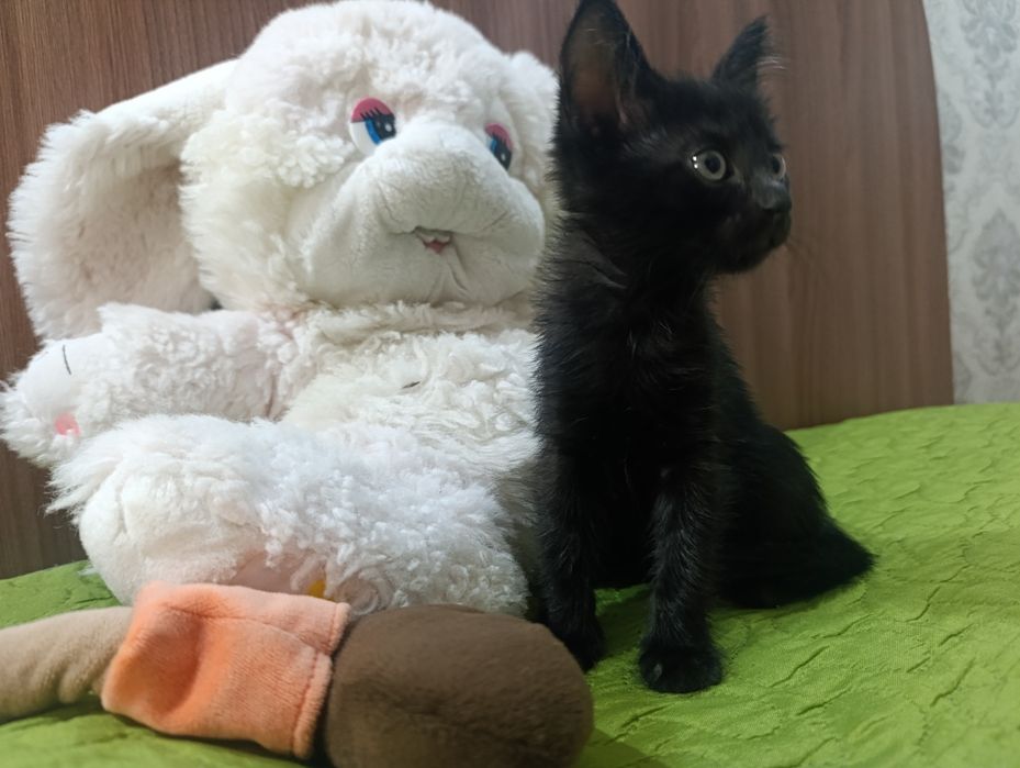 Отдам котенка в добрые руки