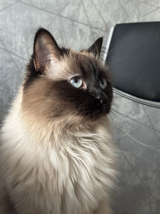 Передержка домашних животных