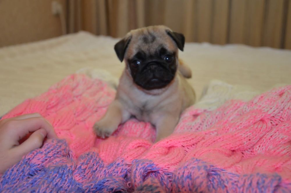 Продам щенков мопса