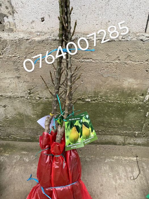 Pomi fructiferi columnari!