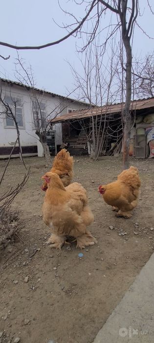 Паливый кохинхин сотилади