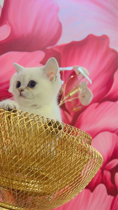 Колор поинт 2ойли киз бола