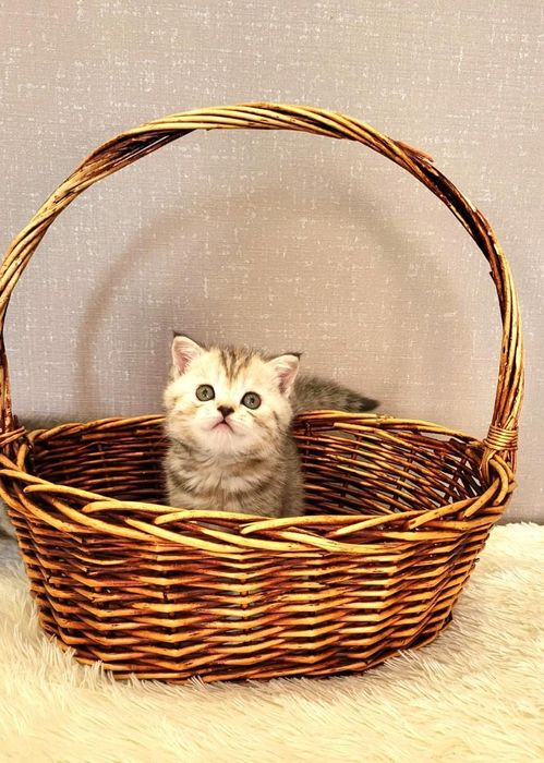 Замечательные котятки