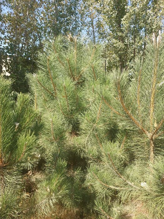Крымская сосна — с собственного питомника, оптом