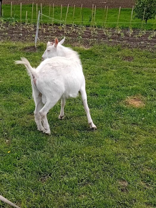 Vând țap sannen de un an