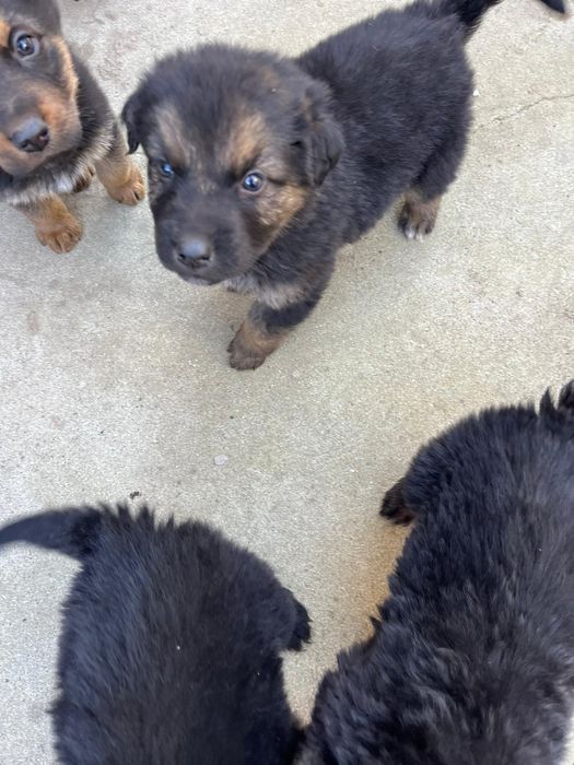 Donez căței metis de Ciobanesc German