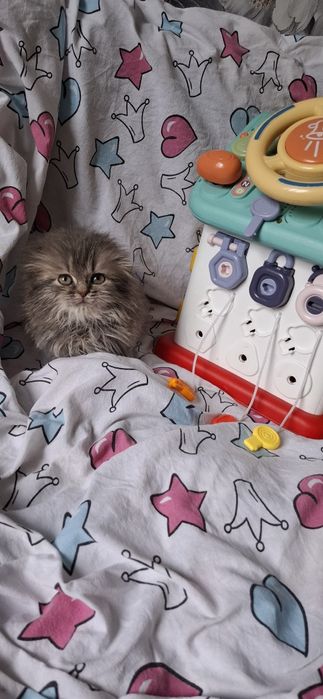 Котёнок Кузя вислоушка