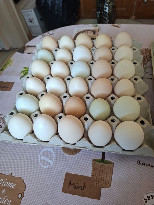 Продавам домашни оплодени яйца