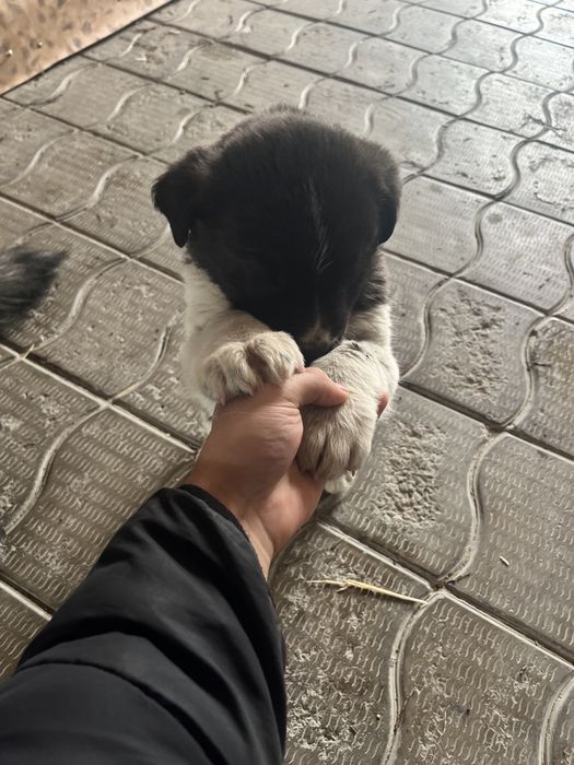 Отдам щенка бесплатно девочка