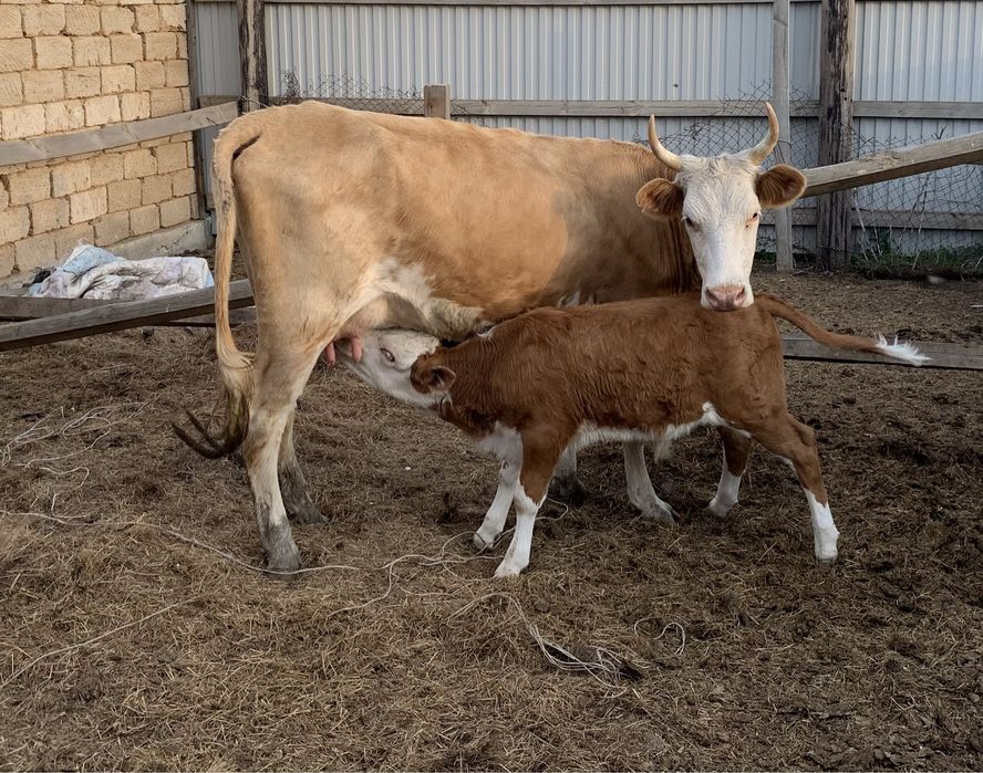 Продам 2х коров с телятами