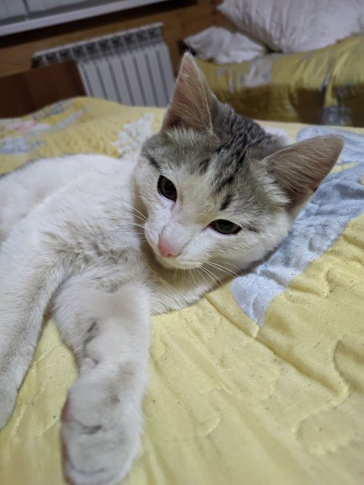 Котик ищет дом, пожалуйста