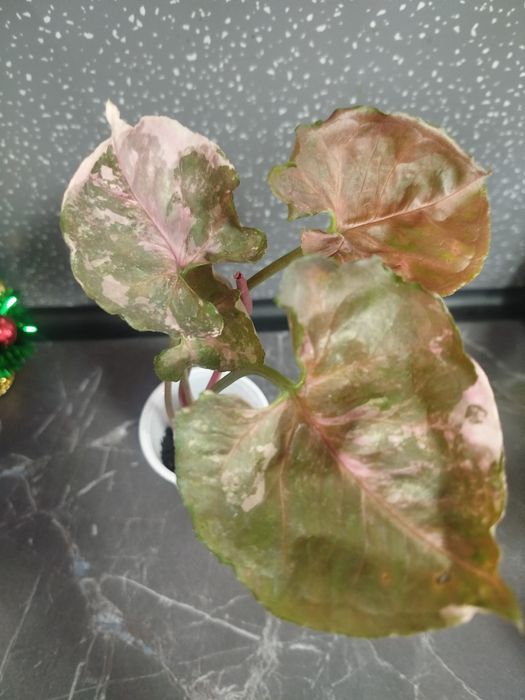 Клубничный лед сингониум