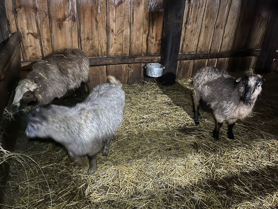 Продам МРС овцы козы