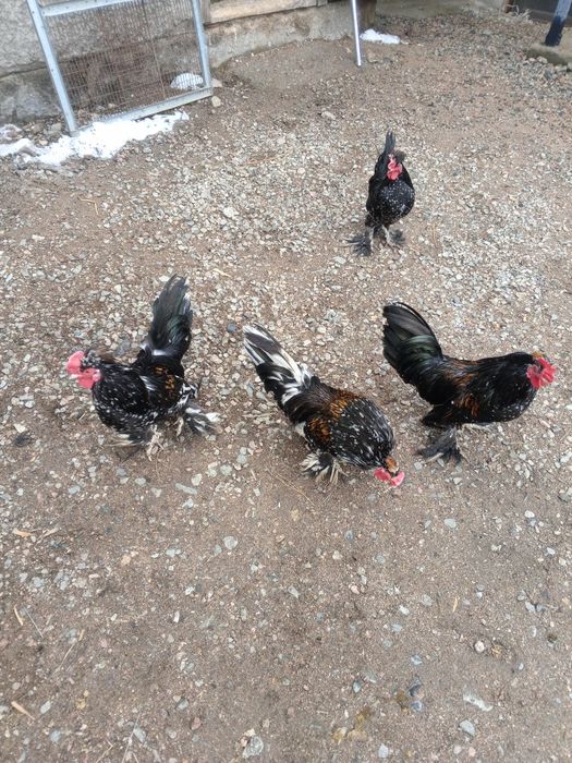 Продам карликовых петушков