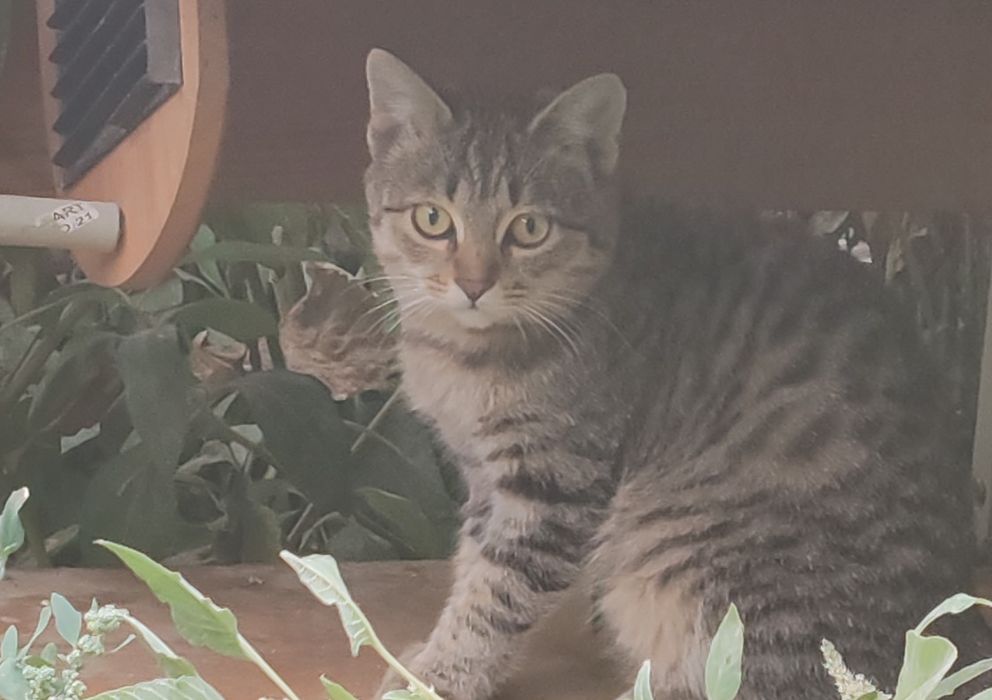 Котик бесплатный