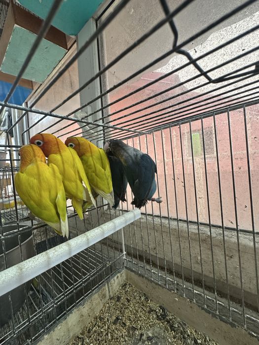 Agapornies culori variate