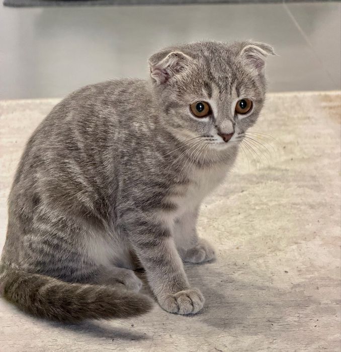 Кошка отдам в добрые руки