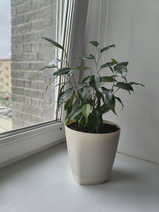 Комнатные растения