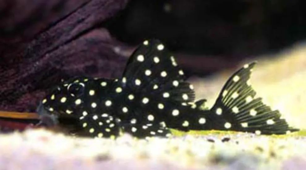 Сомы номерные L201 подростки