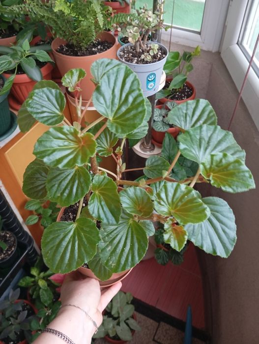 Продам комнатные растения