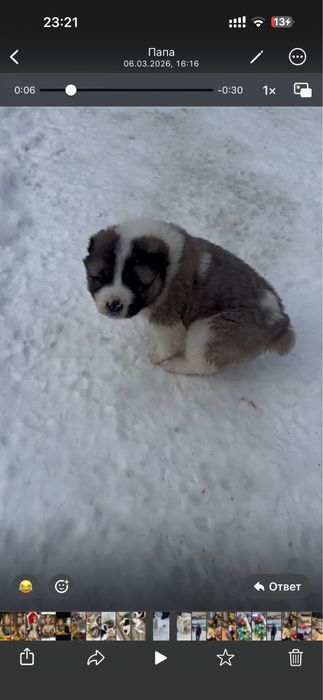 Продам щенков алабая