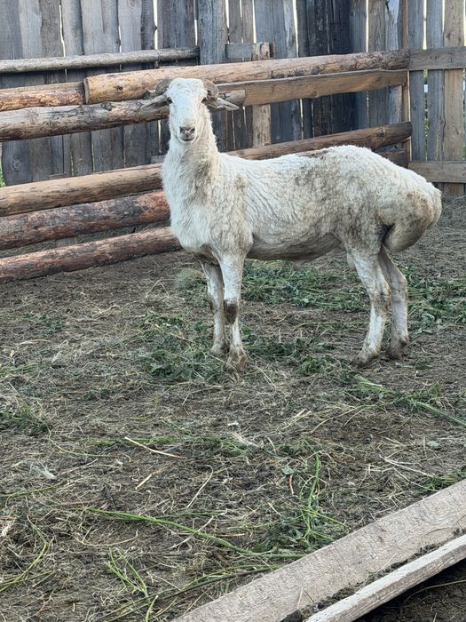 Продам кошкара курдючный
