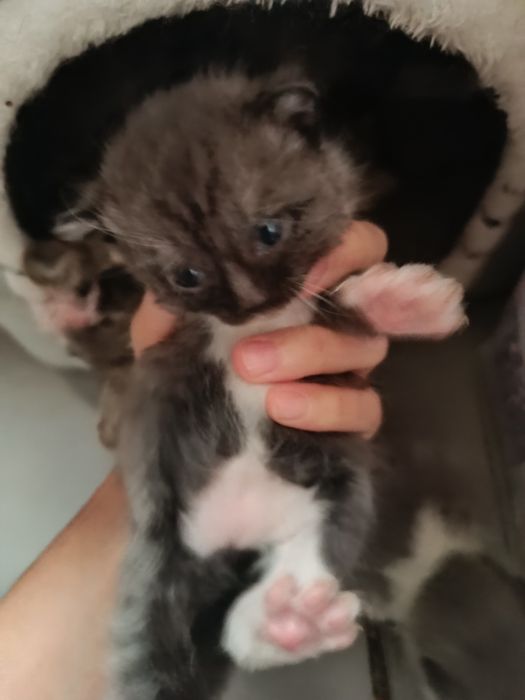 Котята, в добрые руки!