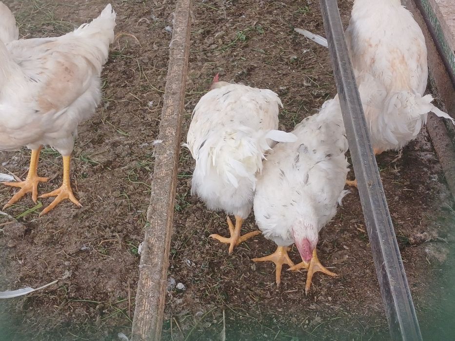 5 oylik jujalar sotiladi