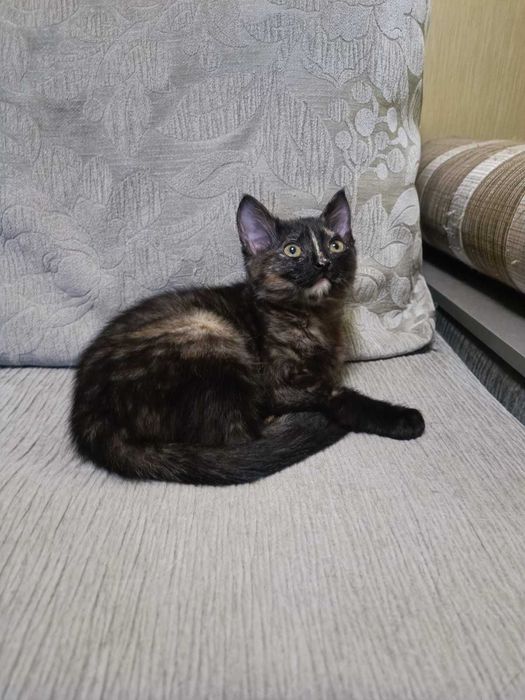 Кошечка девочка ласковая
