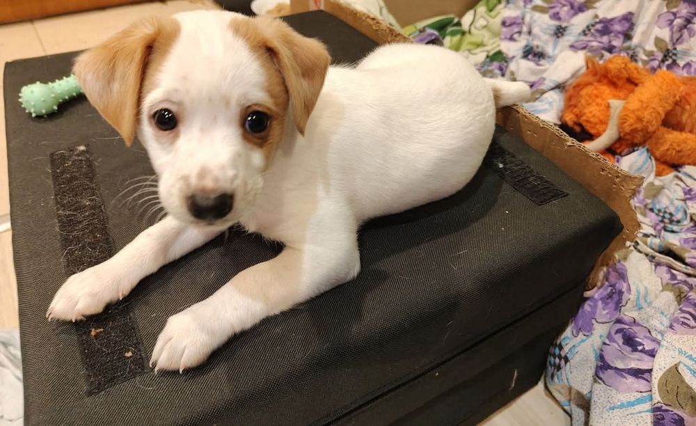 Мъжко кученце, дребна порода