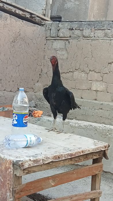 Прадаю торг есть