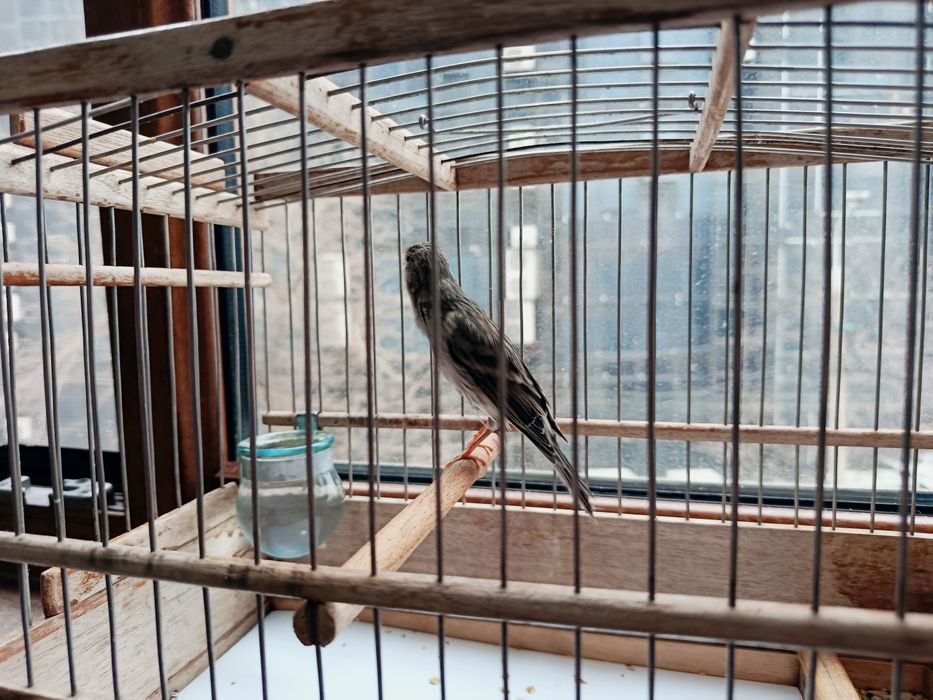 Продается канарейка