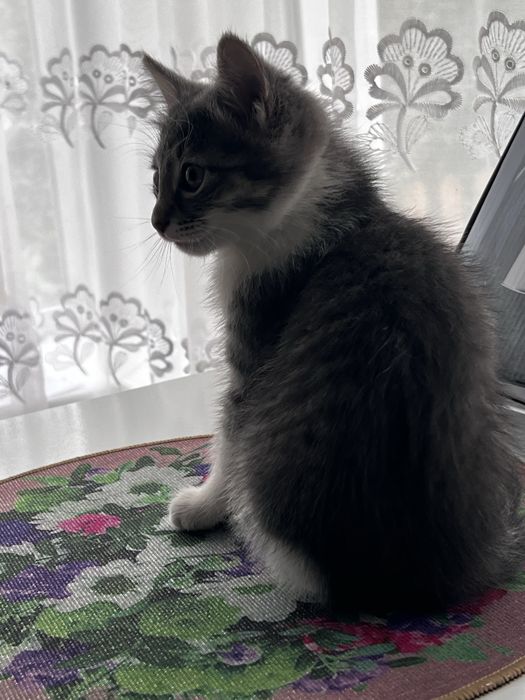 Отдам Дымчатых котят