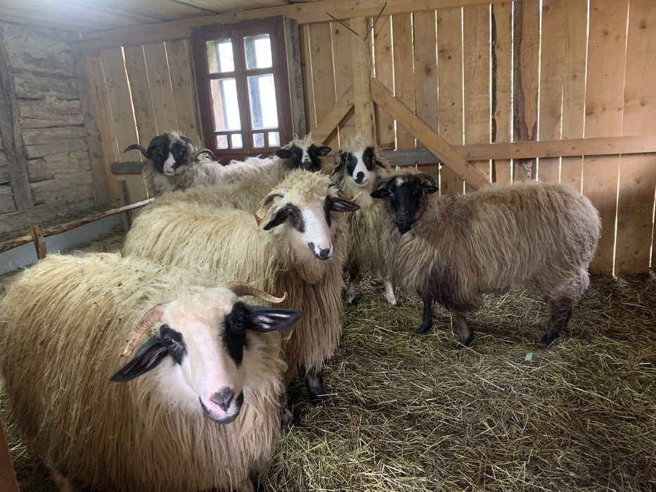 Vând iezi și capre alpine și nemțești și oi