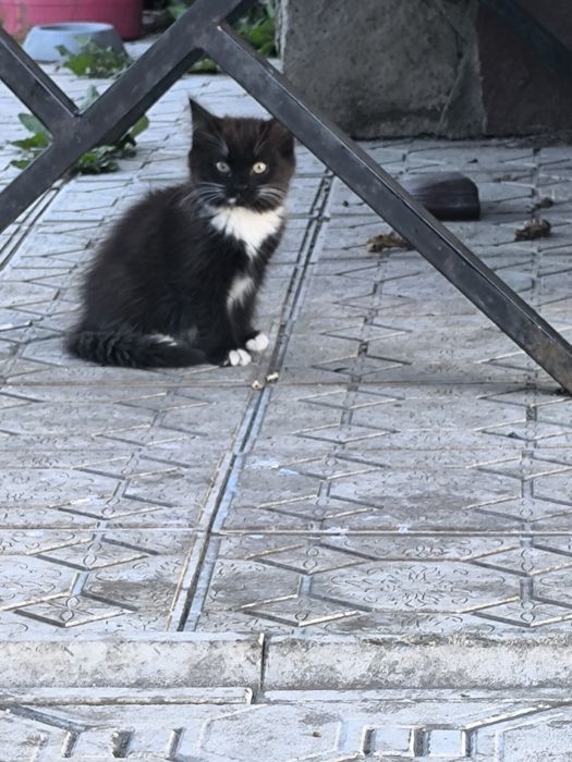 Котят в добрые руки