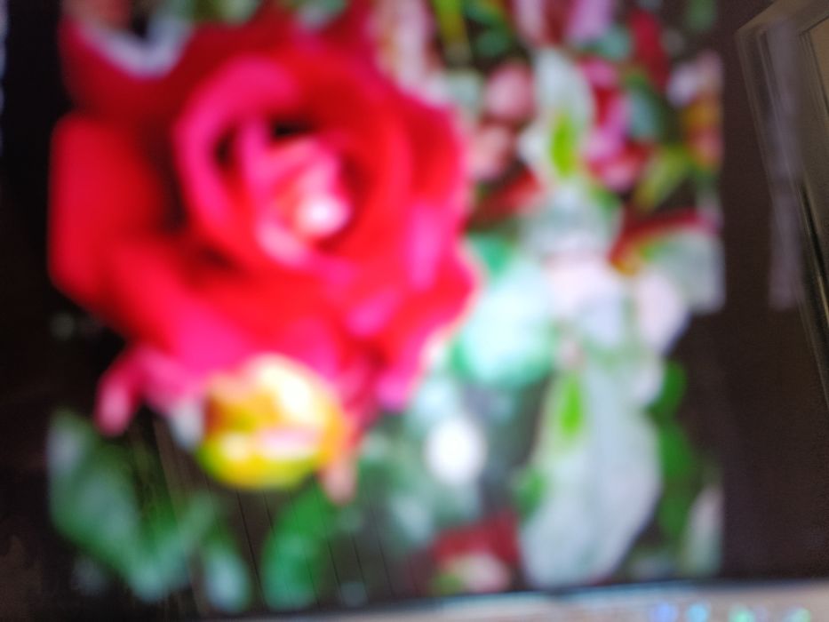 Розы саженцы кусты