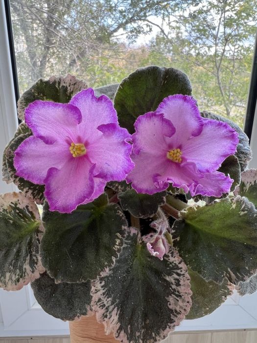 Детки сортовых фиалок