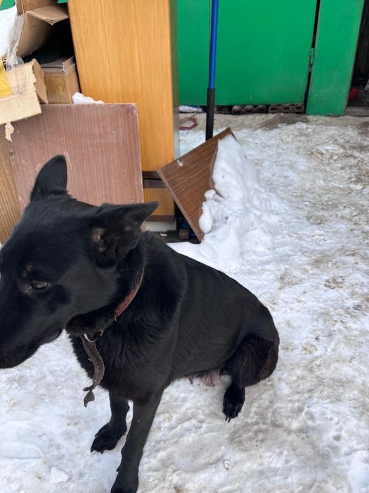 Продам щенят ВЕО