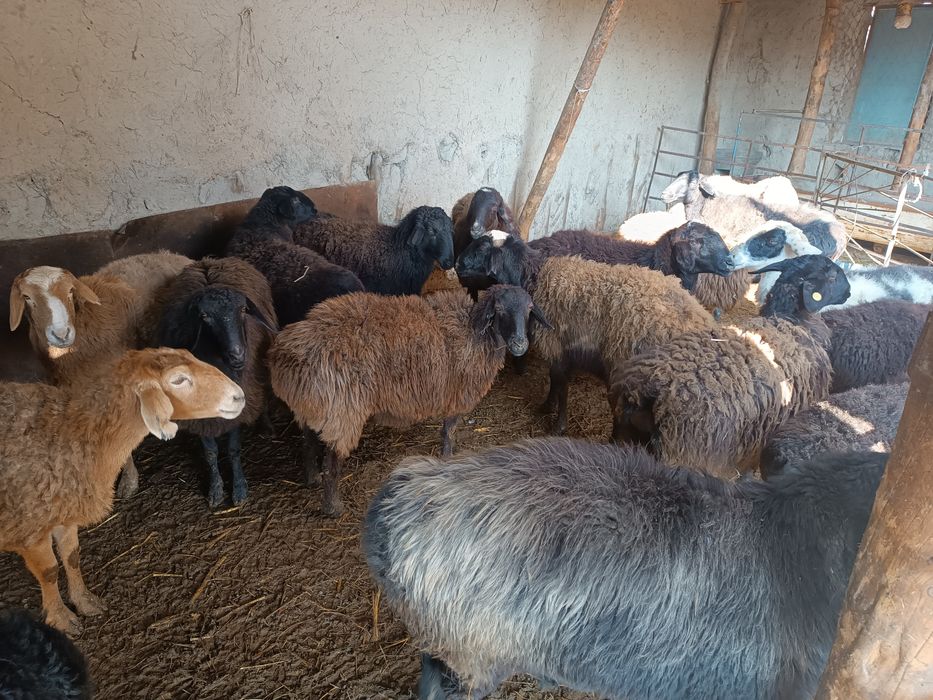 Boʻgʻoz qoʻyla sotiladi