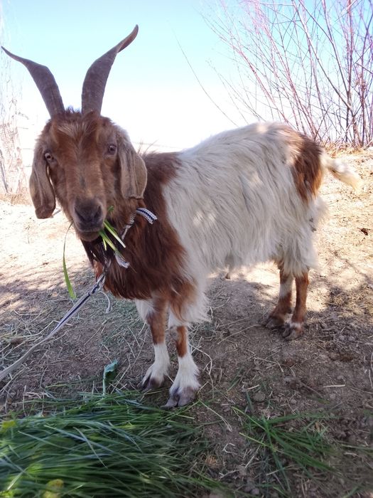 Bugʻoʻz echki sotiladi