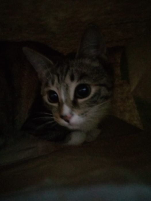 пропала кошка.