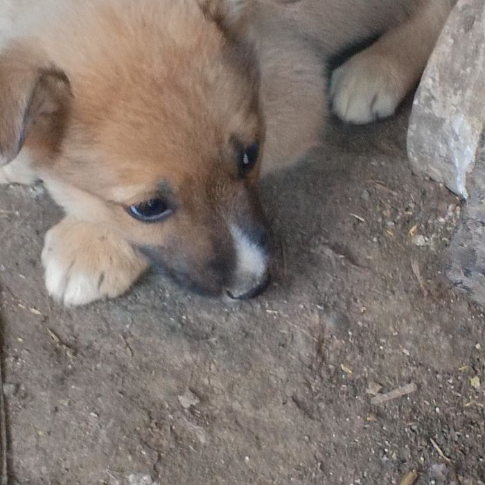 Продам злая для охраны дома щенок девочка