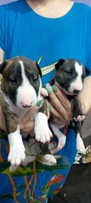 Щенки английский бультерьер