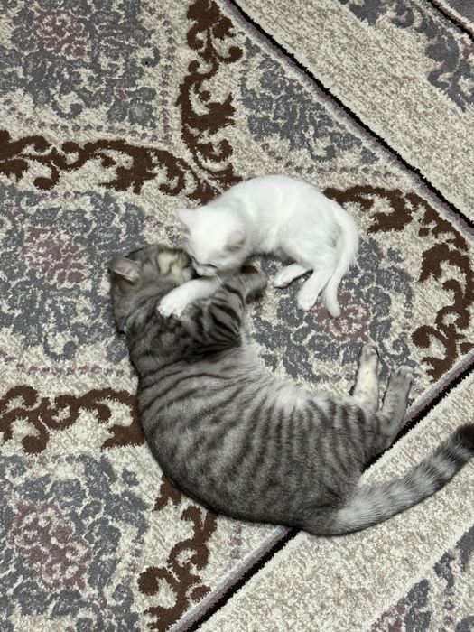 Котенок белый , месяца 4