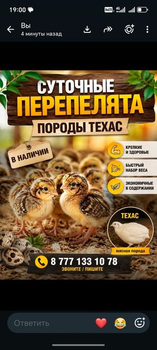Суточные перепела