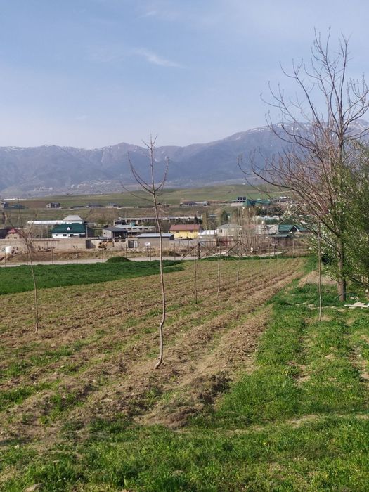 Asalrichilik uchun yer arendaga beriladi