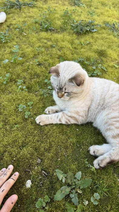 Scottish fold, quloqchasi qaytgan, juda mehribon
